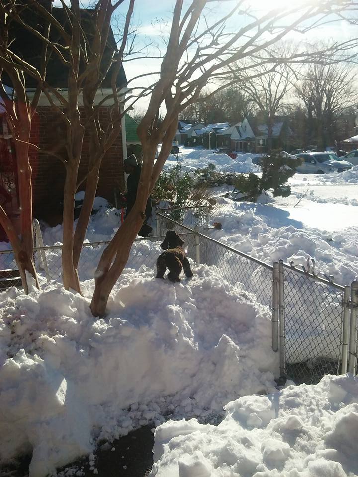 Photo courtesy of my neighbor Alethea Coles Turner